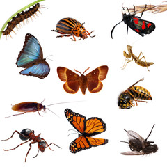Collection of insects. Butterflies, caterpillars