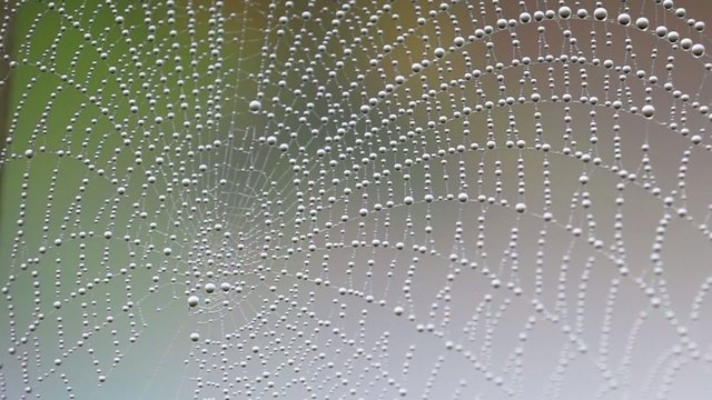Cobweb with morning dew