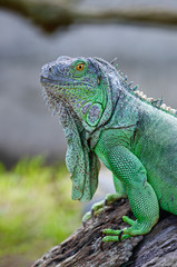 Green Iguana
