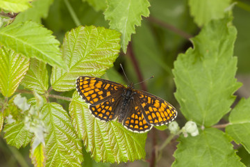 Heath Fritillary, Melitaea athalia resting on leaf