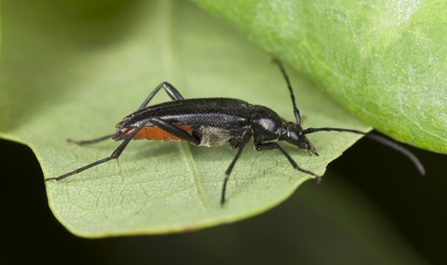 Stenurella nigra on leaf, extreme close-up