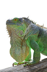 Green Iguana isolated