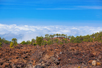 Trees over clouds at volcano Teide in Tenerife island - Canary