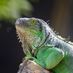 female Green Iguana