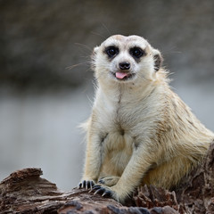 Meerkat