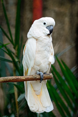 Moluccan Cockatoo
