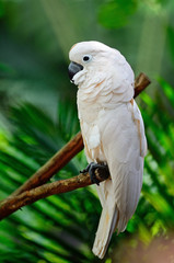 Moluccan Cockatoo © panuruangjan