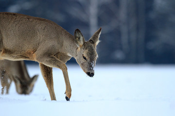 Fototapeta premium roe