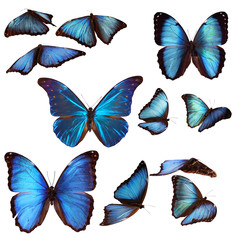 Fototapeta premium Collection of blue morpho butterflies