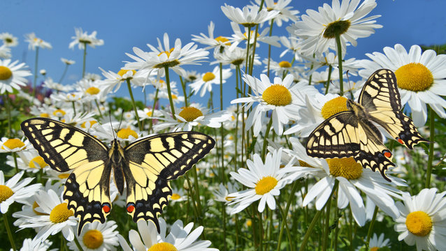 Daisies With Swallowtail Butterflies