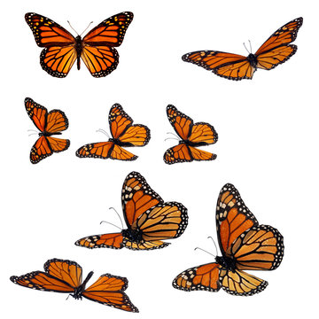 Collection of monarch butterflies