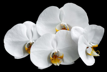 White orchids