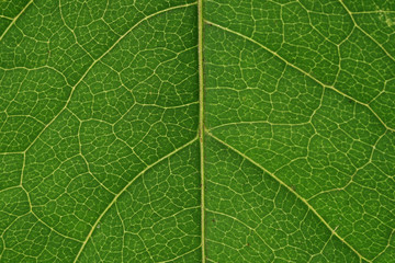 Obraz premium Green leaf vascualr system