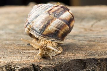 Snail on tree bark