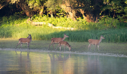Hind beside stream and forest entrance