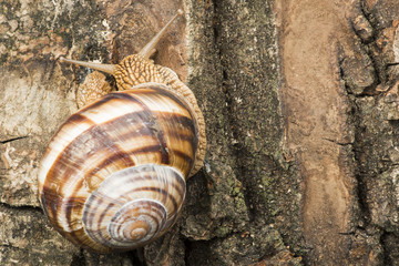 Snail on tree bark