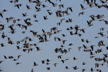 White fronted goose, Anser albifrons