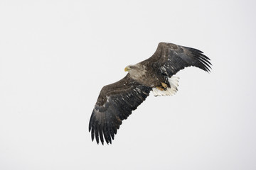 White-tailed sea-eagle, Haliaeetus albicilla