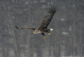 White-tailed sea-eagle, Haliaeetus albicilla