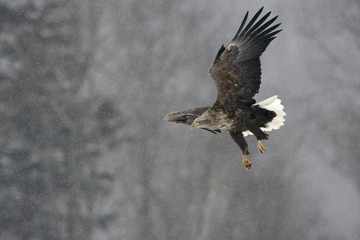 White-tailed sea-eagle, Haliaeetus albicilla