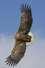 White-tailed sea-eagle, Haliaeetus albicilla