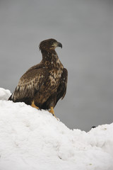 White-tailed sea-eagle, Haliaeetus albicilla