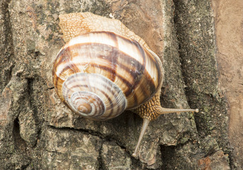 Snail on tree bark