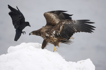 White-tailed sea-eagle, Haliaeetus albicilla