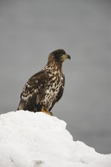 White-tailed sea-eagle, Haliaeetus albicilla