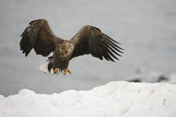 White-tailed sea-eagle, Haliaeetus albicilla