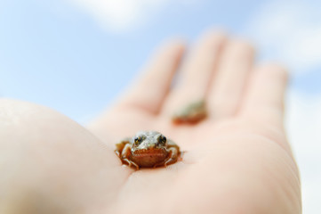 frog