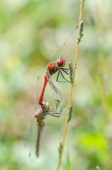 Dragonflies Mating Close Up Details
