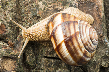 Snail on tree bark