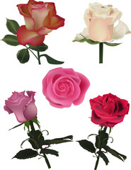 set of five isolated color roses