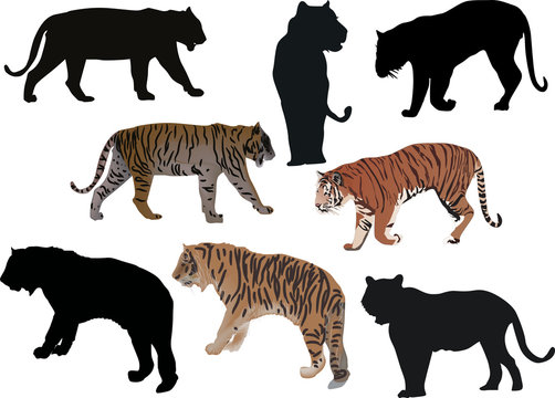 eight isolated on white tigers