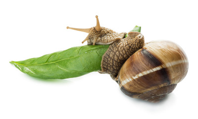 Snail and green leaf