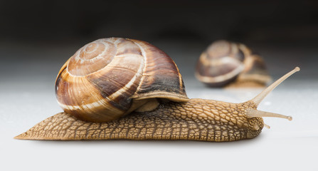 Snail