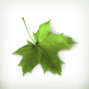 Maple leaf, green