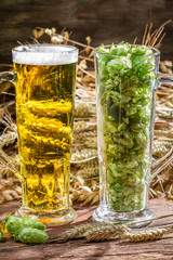 Ears of wheat in the golden fresh beer