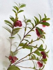 icy plants
