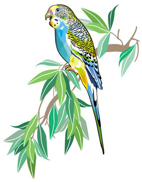 australian parakeet