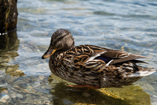 Picture of wild duck in Lake Bled, Slovenia.