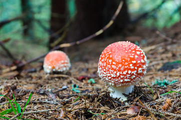 Amanita muscaria