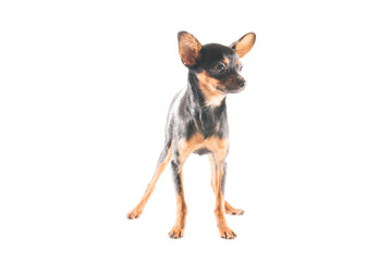 Miniature Chihuahua in front of a white background