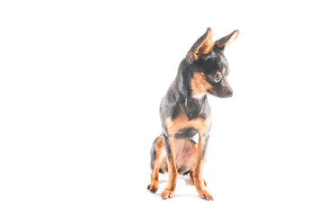 Miniature Chihuahua in front of a white background