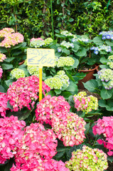 Lilla Ortensia hydrangea flower plant for sale with price tag