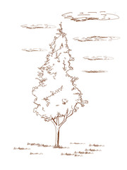 Thuja  - hand drawn.