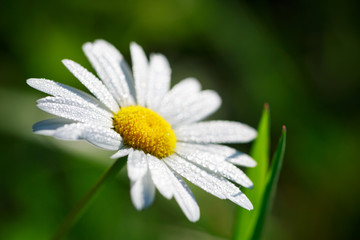 daisy with drops of dew