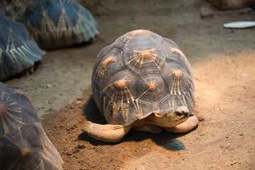 Turtle walking slowly across the field