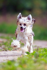 Chinese crested dog in park